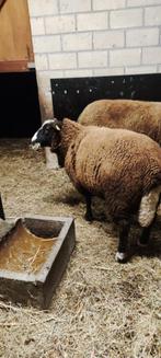 Zwartbles schaap ram, Dieren en Toebehoren, Schapen, Geiten en Varkens, Mannelijk, Schaap, 0 tot 2 jaar