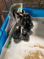 Kuikens mechelse koekoek, Dieren en Toebehoren, Pluimvee