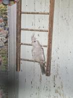 Valkparkieten en grasparkieten, Dieren en Toebehoren, Meerdere dieren