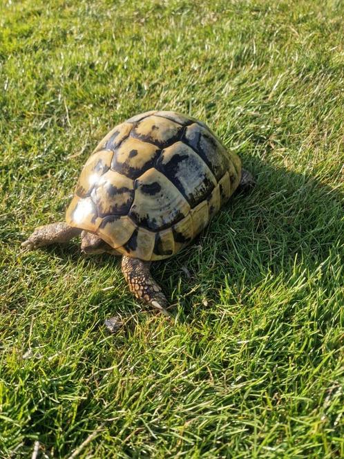 Landschildpad vrouw, Dieren en Toebehoren, Reptielen en Amfibieën, Schildpad, 11 jaar of ouder