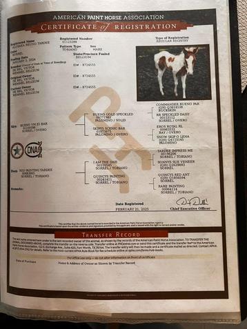 Jeunes chevaux Paint, Avec pedigree, Moins de 160 cm, Plusieurs animaux, Cheval western