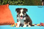 Prachtige Border Collie pups, Animaux & Accessoires, Chiens | Bergers & Bouviers, Colley, Plusieurs, Parvovirose, Belgique