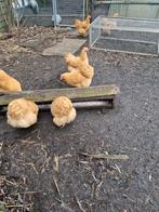 Orpington buff, Dieren en Toebehoren