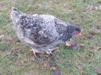 Jonge grijze haan, Dieren en Toebehoren, Pluimvee, Mannelijk, Kip