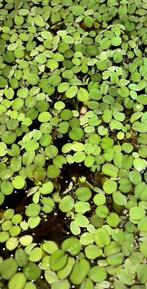 Salvinia auriculata, Animaux & Accessoires, Poissons | Aquariums & Accessoires, Enlèvement ou Envoi, Comme neuf