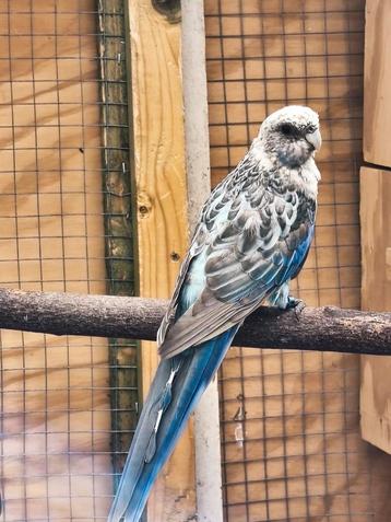 Rosella pop