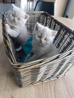 Nestje Brits korthaar kittens, Dieren en Toebehoren, Katten en Kittens | Raskatten | Korthaar, Gechipt, Meerdere dieren, 0 tot 2 jaar