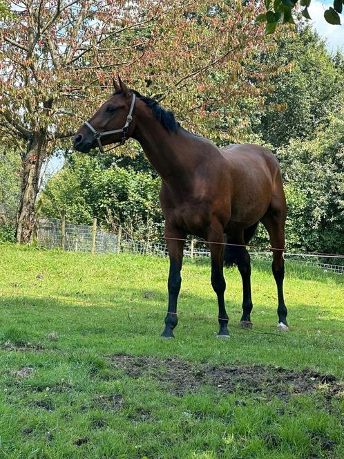 Getalenteerde 4 jarig paard ruin, Dieren en Toebehoren, Paarden, Ruin