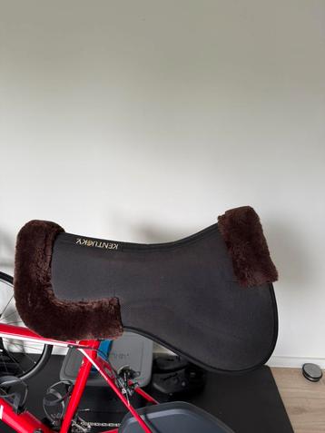 Kentucky halfpad beschikbaar voor biedingen