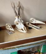schedels zeevogels en ree, Collections, Collections Animaux, Enlèvement, Utilisé, Cerf, Bois ou Tête