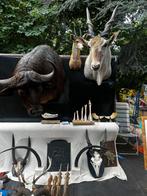 Jachttrofee te koop, Ophalen of Verzenden