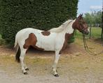 Allround mega brave d pony merrie !!, Dieren en Toebehoren, 7 tot 10 jaar, Recreatiepony, D pony (1.37m tot 1.48m), Merrie
