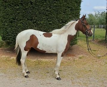 Allround mega brave d pony merrie !!, Vermifugé, Poney de récréation, Poney D (1.37 m à 1.48m), Jument