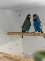 Speciaal Blackface koppel, Dieren en Toebehoren, Vogels | Parkieten en Papegaaien