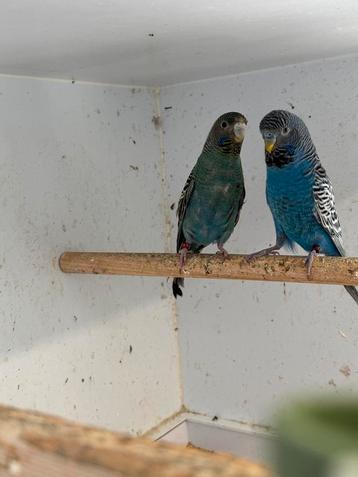 Speciaal Blackface koppel, Dieren en Toebehoren, Vogels | Parkieten en Papegaaien