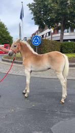 Zeer mooi haflingermerrieveulen, Dieren en Toebehoren, Pony's