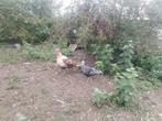 Kalkoenkoppel ronquiere, Dieren en Toebehoren, Pluimvee | Toebehoren, Ophalen