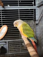 Nieuwe thuis gezocht voor Kiwi (pyrrhura)  TAM, Dieren en Toebehoren, Vogels | Parkieten en Papegaaien, Geringd