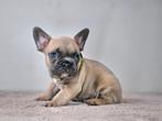 Franse bulldog, Dieren en Toebehoren, Honden | Bulldogs, Pinschers en Molossers, Meerdere, Bulldog, 8 tot 15 weken, Meerdere dieren