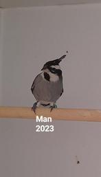 Boliviaanse kuifkardinaal man 2023, Mannelijk, Tropenvogel, Geringd