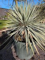 Yucca Rigida, Tuin en Terras, Planten | Tuinplanten, Ophalen