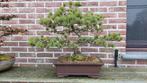 Bonsai Pinus Parviflora, Tuin en Terras, Ophalen, Bloeit niet, Volle zon