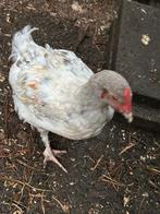 Marans haantje, Dieren en Toebehoren, Pluimvee, Mannelijk, Kip