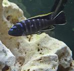 Cynothylapia ndonga deep malawi cichliden, Dieren en Toebehoren, Vissen | Aquariumvissen, Vis, Zoetwatervis