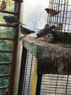 vogels, Plusieurs animaux, Oiseau tropical