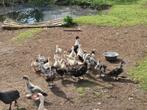 Barberie kuikens, Dieren en Toebehoren, Meerdere dieren, Eend