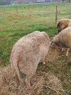 Zware zuivere charollais ram, Mannelijk, Schaap