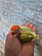 Prachtige dwergpapegaaien voor handopfok, Dieren en Toebehoren, Vogels | Parkieten en Papegaaien, Meerdere dieren, Dwergpapegaai of Agapornis