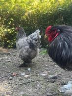 Brahma blauw hen, Dieren en Toebehoren, Pluimvee, Vrouwelijk, Kip