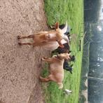 Bok, Dieren en Toebehoren, Schapen, Geiten en Varkens, Mannelijk, Geit, 0 tot 2 jaar