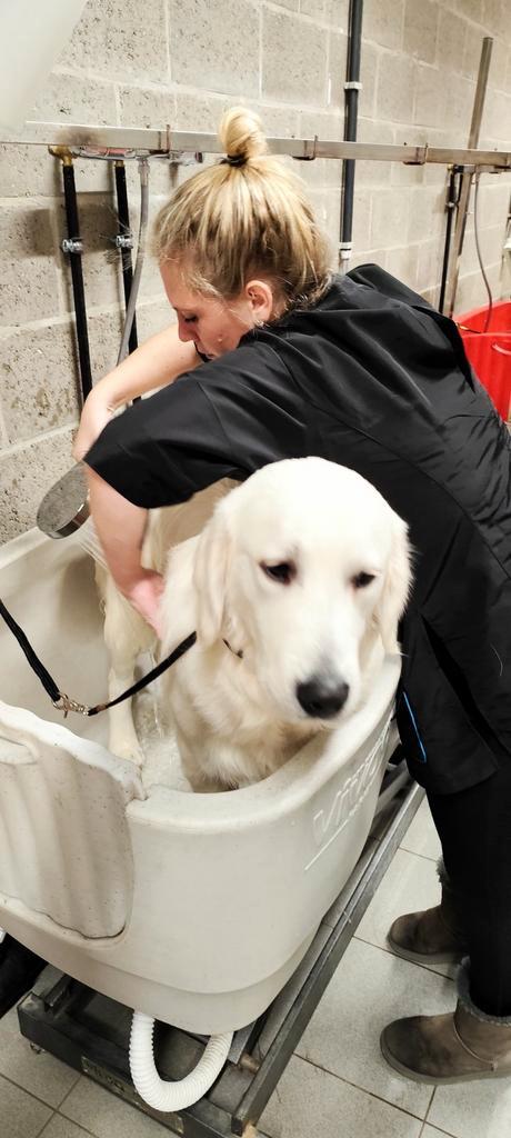 Hondmodellen gezocht, Dieren en Toebehoren, Honden-accessoires, Ophalen