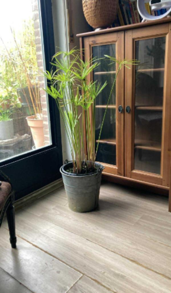 Papyrusplant 50cm in een pot, Tuin en Terras, Planten | Tuinplanten, Winter, Ophalen