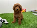 Dwergpoedel puppy