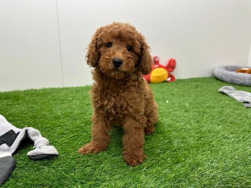 Dwergpoedel puppy, Dieren en Toebehoren, Honden | Chihuahua's en Gezelschapshonden, Teef, Poedel, Fokker | Professioneel, Eén hond