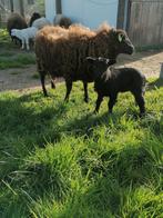 Ouessant bokjes, Schaap