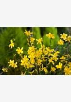 winter jasmijn, Tuin en Terras, Planten | Tuinplanten, Ophalen of Verzenden, Winter, Vaste plant, Klimplanten