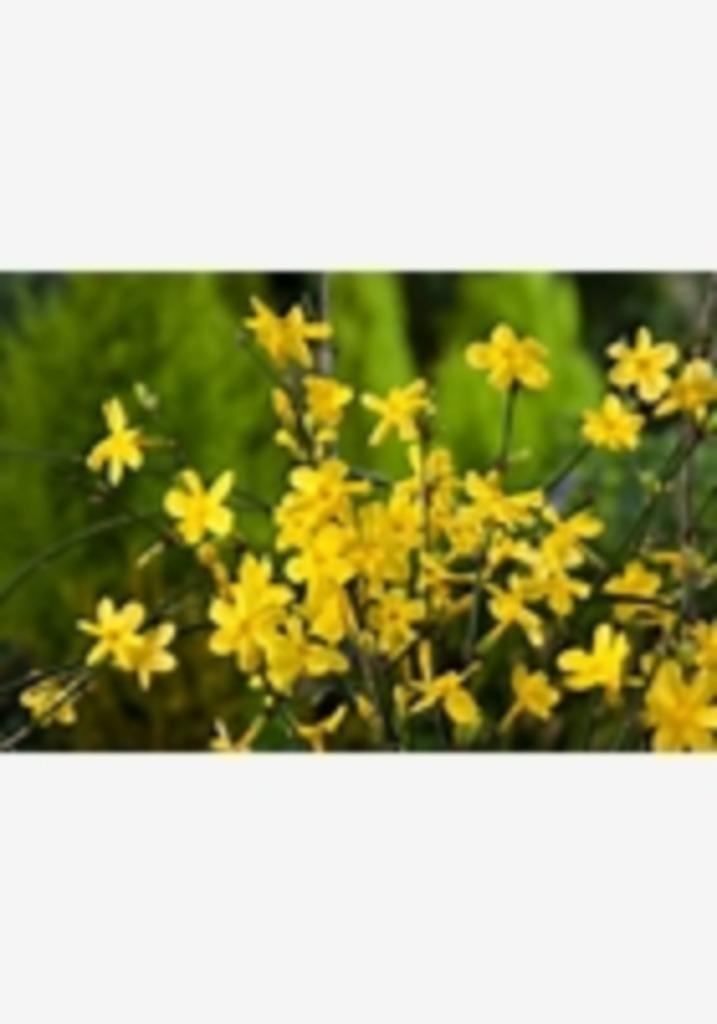 winter jasmijn, Tuin en Terras, Planten | Tuinplanten, Vaste plant, Klimplanten, Winter, Ophalen of Verzenden