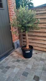 Olijfbomen olea europaea!, Tuin en Terras, Ophalen
