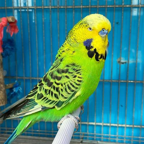 Engelse grasparkiet te koop, Dieren en Toebehoren, Vogels | Parkieten en Papegaaien, Parkiet, Meerdere dieren