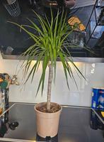 Dracaena, Ophalen