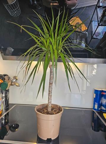 Dracaena beschikbaar voor biedingen