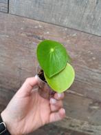 Peperomia raindrop nr 58, Ophalen