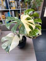 Monstera Thai Constellation, Huis en Inrichting, Ophalen
