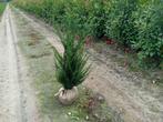 taxus baccata, Tuin en Terras, Ophalen of Verzenden, Taxus