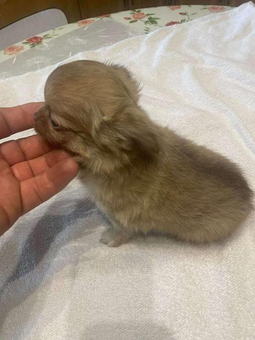 chihuahua pups t.cup & mini raszuiver zeer mooie ! kleintjes, Dieren en Toebehoren, Honden | Chihuahua's en Gezelschapshonden