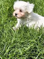 Maltezer pup, Dieren en Toebehoren, België, Maltezer, CDV (hondenziekte), 8 tot 15 weken
